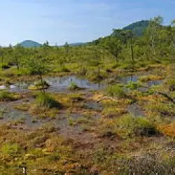 Swamp