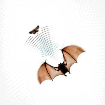 Album Batsauce: Echolocation