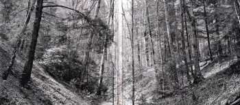 CD Daniel Martin Moore: Dear Companion