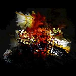 EP Bogus Order: The Bullnose Step EP