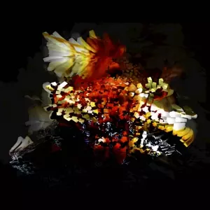 Bogus Order: The Bullnose Step EP