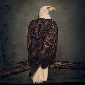 2LP Clutch: Book Of Bad Decisions