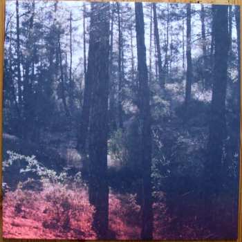 LP Braids: Deep In The Iris