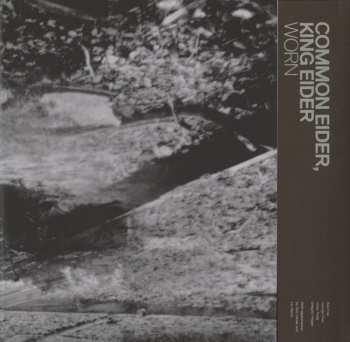 LP Common Eider, King Eider: Worn