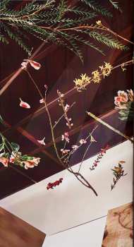 LP Dirty Projectors: Lamp Lit Prose LTD | CLR