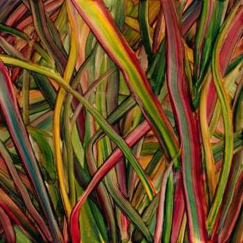 LP Gengahr: Where Wildness Grows