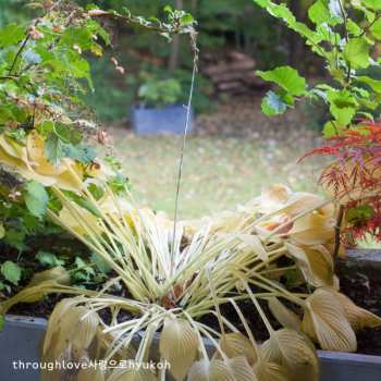 LP Hyukoh: Through Love