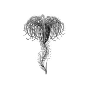 Album Iván Paz: Visions of Space