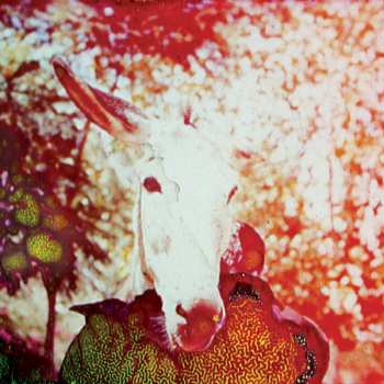 CD Jerusalem In My Heart: If He Dies, If If If If If If