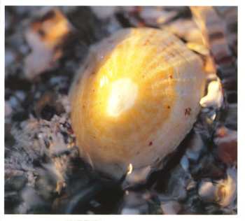 CD Kari, Ola & Lars Bremnes: Soløye