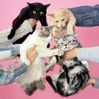 Neko To Allergy