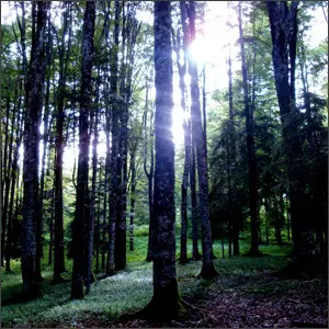 Lullabier: Fitoterapia