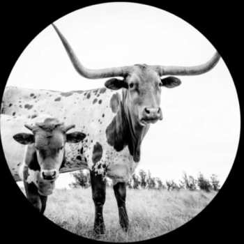 LP Mike Flanigin: West Texas Blues