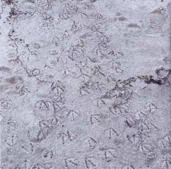 CD Ingrid Schmoliner: Haar