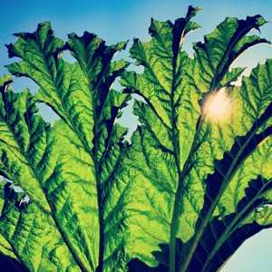 LP Pfarmers: Gunnera CLR | LTD
