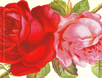 CD P!NK: I'm Not Dead