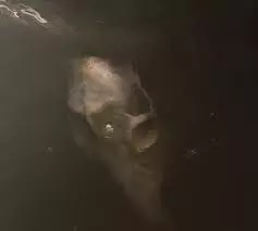 Pray For Teeth: From The Dry Edge Of The Shore