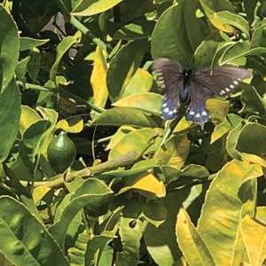 LP Sad Eyed Beatniks: Claudia's Ethereal Weaver CLR | LTD