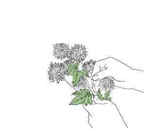 LP Sanso Xtro: Sentimentalist