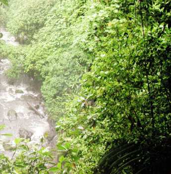 CD Strunz & Farah: Jungle Guitars