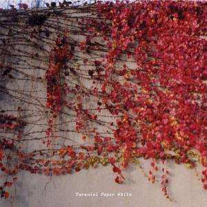 Album Tarentel: Paper White