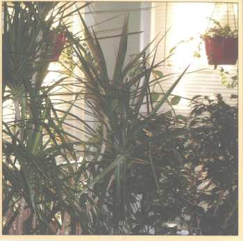 CD The Angels Of Light: Everything Is Good Here / Please Come Home