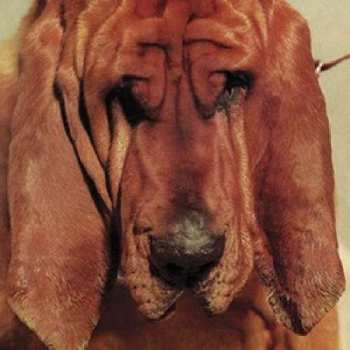 Album Ty Segall: Goodbye Bread