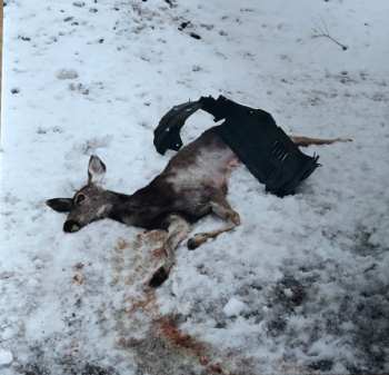 EP White Ward: Debemur Morti CLR