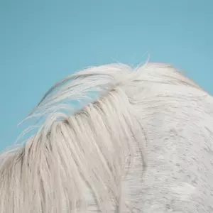 Widowspeak: All Yours