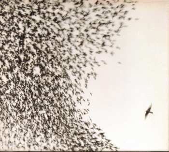 CD Wilco: Sky Blue Sky
